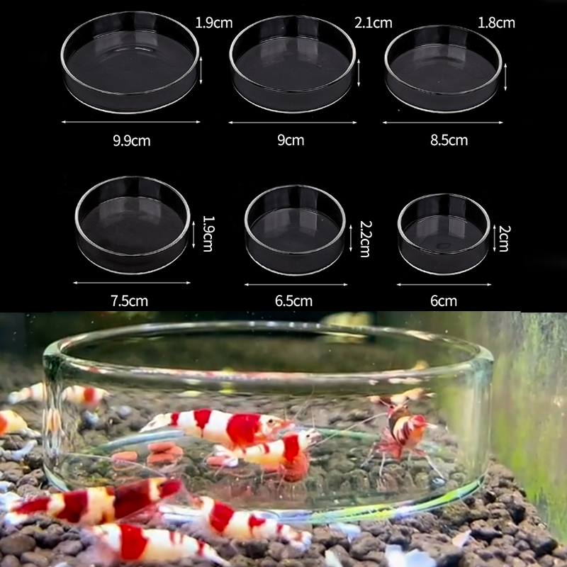 Water Dish Reptile - Shrimp Feeding Dish High Transparent Glass