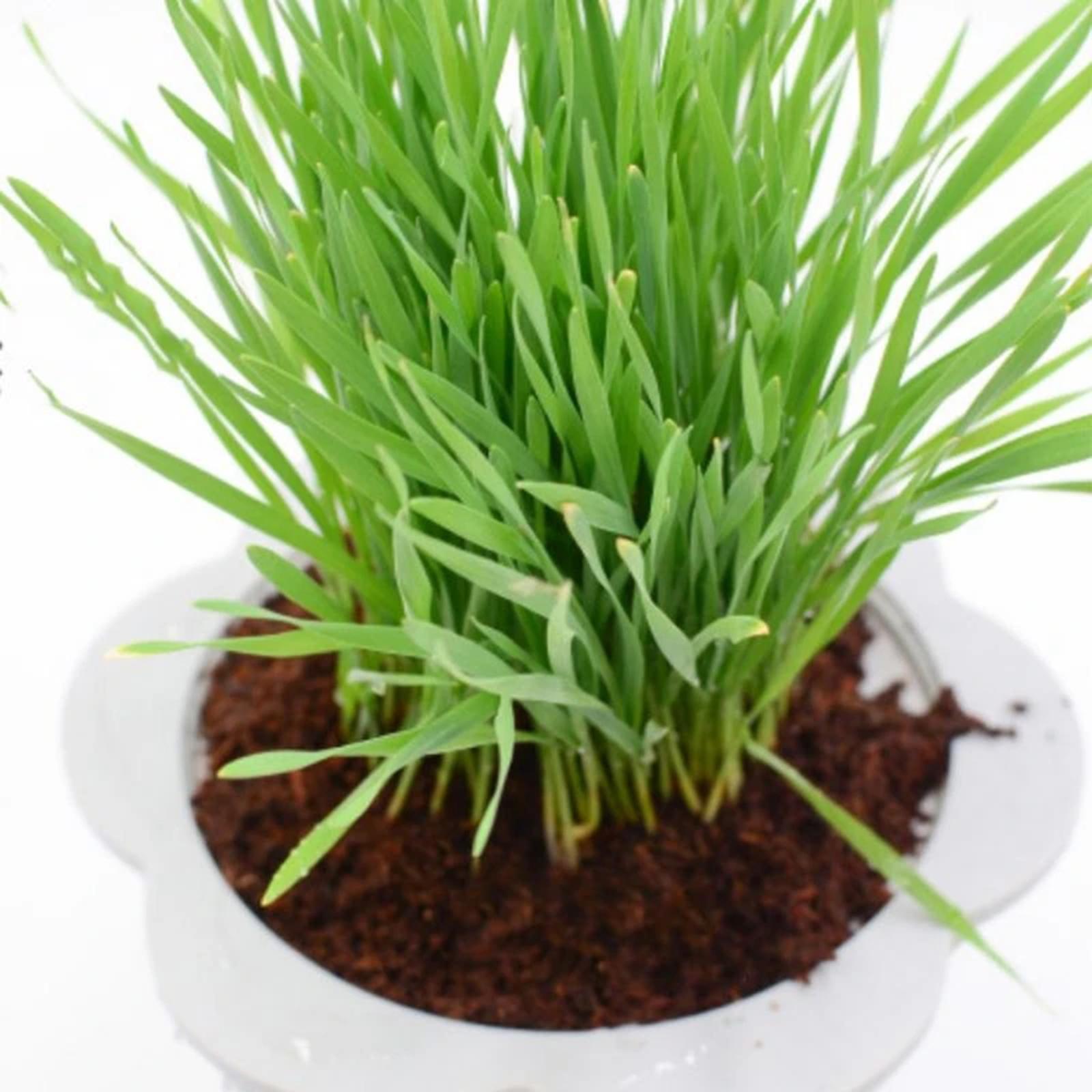 Coconut Fibre Coconut Coir Bri - огляд і ціна Substrate Coconut Fiber