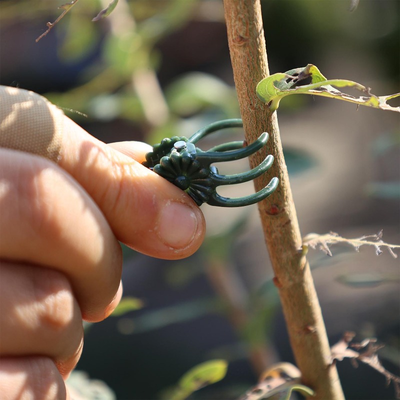 Wholesale Mini Plant Support C - огляд і ціна Vine Climbing Plastic